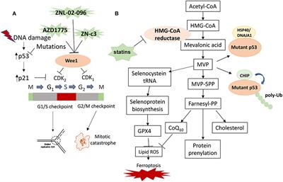 Recent Advances of WEE1 Inhibitors and Statins in Cancers With p53 Mutations